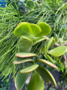 Photo of the Day: Money Plant
